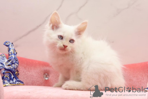 Photo №1. siberian cat - for sale in the city of Гамбург | 370$ | Announcement № 112418