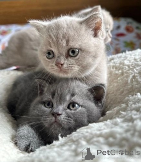 Photo №1. british shorthair - for sale in the city of Hamburg | negotiated | Announcement № 167770