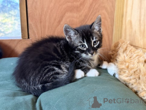 Photo №2 to announcement № 172430 for the sale of bengal cat - buy in Austria breeder