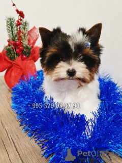 Photo №3. Mini Biewer Yorkshire Terrier puppies. Baby face muzzle.. Georgia