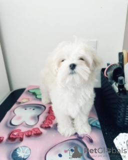 Additional photos: Gorgeous Maltese Puppies