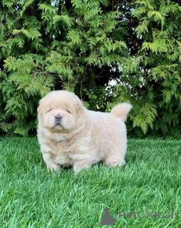 Photo №3. Chow-Chow-Welpen. Germany