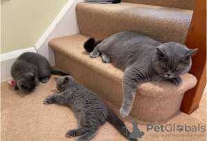 Photo №1. british shorthair - for sale in the city of Newcastle | Is free | Announcement № 99070