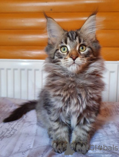Photo №1. maine coon - for sale in the city of Kharkov | 477$ | Announcement № 13987