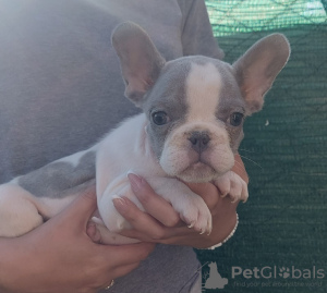 Photo №4. I will sell french bulldog in the city of Belgrade.  - price - negotiated