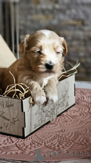 Photo №4. I will sell havanese dog in the city of Zrenjanin. breeder - price - negotiated