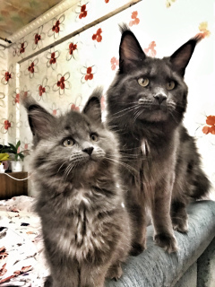 Photo №1. maine coon - for sale in the city of Коряжма | 404$ | Announcement № 4912