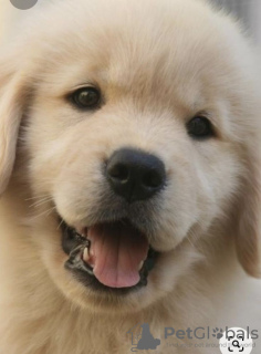 Photo №1. golden retriever - for sale in the city of Chicago | 500$ | Announcement № 46540