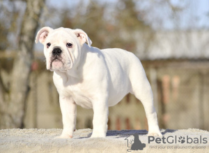 Photo №4. I will sell english bulldog in the city of Tallinn. from nursery - price - 1796$