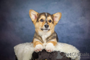 Photo №1. welsh corgi - for sale in the city of Kiev | 720$ | Announcement № 9074