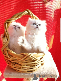 Photo №1. persian cat - for sale in the city of Kemnitz | 329$ | Announcement № 148369