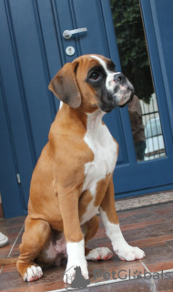 Photo №1. boxer - for sale in the city of Brest | negotiated | Announcement № 63024