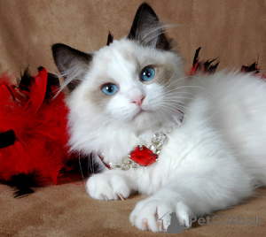 Photo №2 to announcement № 136526 for the sale of ragdoll - buy in Russian Federation private announcement