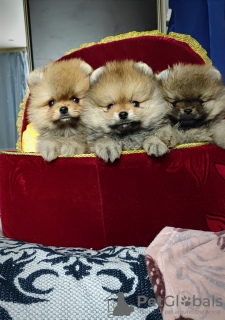 Photo №1. pomeranian - for sale in the city of Minsk | 250$ | Announcement № 92420
