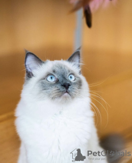 Photo №4. I will sell birman in the city of Munich.  - price - 317$