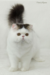 Photo №1. persian cat - for sale in the city of Zaporizhia | 1102$ | Announcement № 5752
