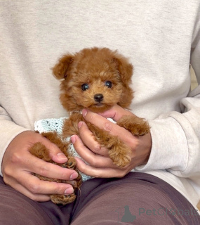 Photo №1. poodle (toy) - for sale in the city of Leipzig | negotiated | Announcement № 163989