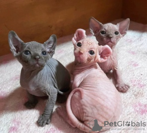 Photo №1. sphynx cat - for sale in the city of Zagreb | 250$ | Announcement № 115351