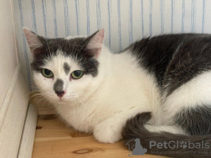 Additional photos: A wonderful young cat Elechka is looking for a home and a loving family!