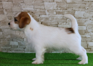 Additional photos: Luxurious Jack Russell Terrier Puppies