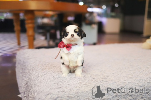 Photo №3. Dean Janet Kay house family for adoption and rehoming. United States