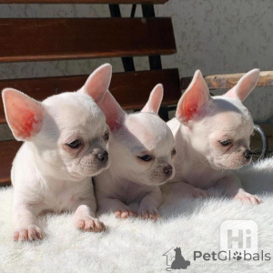 Photo №1. chihuahua - for sale in the city of Berlin | negotiated | Announcement № 164631