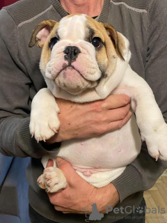 Additional photos: English bulldog