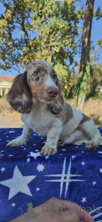 Photo №4. I will sell dachshund in the city of Bachka-Palanka.  - price - negotiated