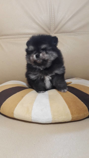 Photo №1. pomeranian - for sale in the city of Minsk | 400$ | Announcement № 1332