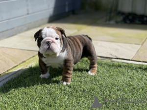 Photo №1. english bulldog - for sale in the city of Santa Fe Springs | 400$ | Announcement № 100201
