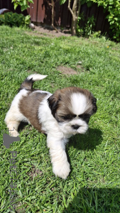 Photo №4. I will sell lhasa apso, pekingese, shih tzu in the city of Vilnius. private announcement, from nursery, breeder - price - 565$