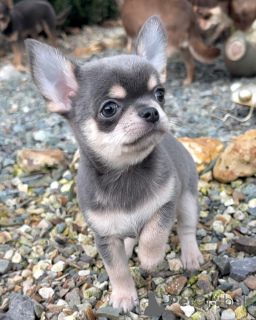 Photo №1. chihuahua - for sale in the city of Duisburg | 774$ | Announcement № 161278