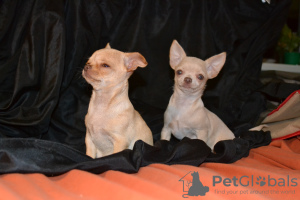Photo №4. I will sell chihuahua in the city of Krivoy Rog.  - price - 467$