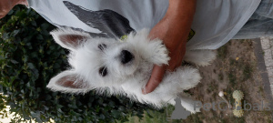 Photo №3. Bolonka weta fci puppy. Poland