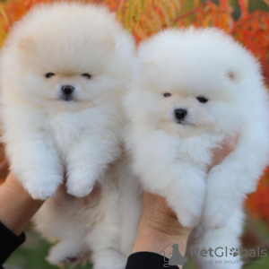 Photo №1. pomeranian - for sale in the city of Гамбург | 475$ | Announcement № 80861