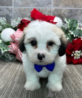 Photo №2 to announcement № 84257 for the sale of coton de tulear - buy in United States breeder