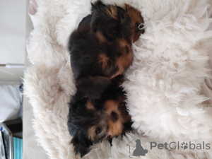 Photo №2 to announcement № 173373 for the sale of yorkshire terrier - buy in Israel private announcement