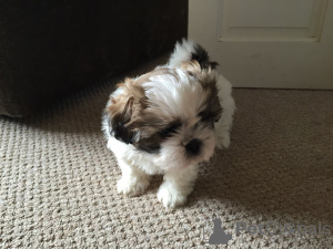 Photo №1. shih tzu - for sale in the city of Alajärvi | negotiated | Announcement № 168274