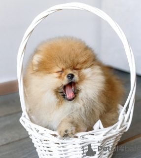 Photo №1. pomeranian - for sale in the city of Minsk | negotiated | Announcement № 9343
