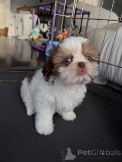 Photo №1. shih tzu - for sale in the city of Warsaw | negotiated | Announcement № 163145