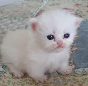 Photo №1. persian cat - for sale in the city of Birlenbach | 329$ | Announcement № 147242