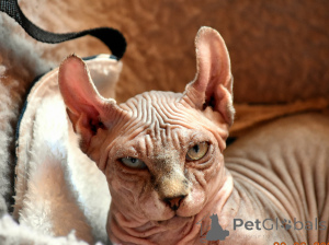 Photo №2 to announcement № 146284 for the sale of bambino - buy in Poland private announcement