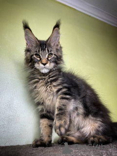 Photo №1. maine coon - for sale in the city of Xaveriberg | 400$ | Announcement № 97949