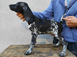 Photo №1. german shorthaired pointer - for sale in the city of Lapovo | negotiated | Announcement № 117598