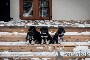 Photo №1. buryat-mongolian wolfhound - for sale in the city of Voronezh | 521$ | Announcement № 80869