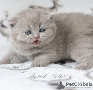 Photo №2 to announcement № 108933 for the sale of british shorthair - buy in Germany private announcement, breeder