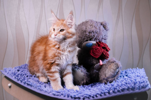 Photo №1. maine coon - for sale in the city of Minsk | 310$ | Announcement № 6130
