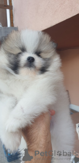 Photo №1. pomeranian - for sale in the city of Panagyurishte | Is free | Announcement № 76562