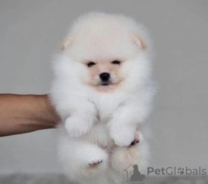Photo №2 to announcement № 125751 for the sale of pomeranian - buy in Canada 