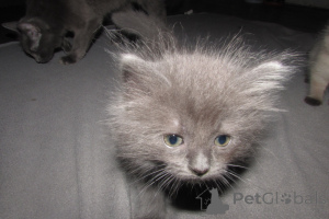 Photo №3. ragdolls for sale. United States